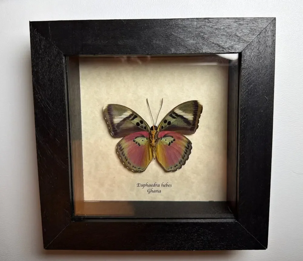 Real African Butterfly Euphaedra xypete Pink Forester Framed Taxidermy Display